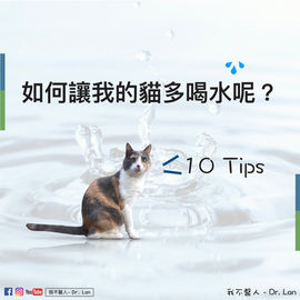 如何讓我的貓多喝水？