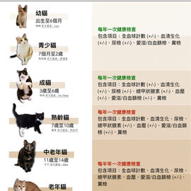 我的貓多久該做一次健康檢查？