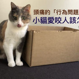 小貓愛咬人該怎麼辦？