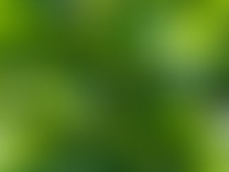 ポポーの生育状況