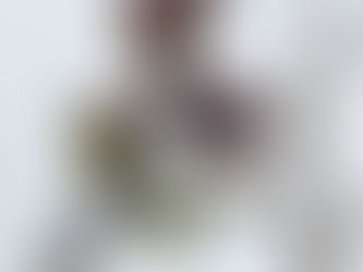 ポポーもブルーベリーも開花が早いです