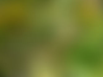 ブルーベリー生育状況