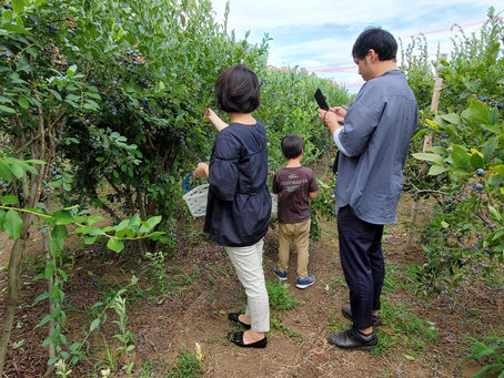 ブルーベリー摘み取り体験