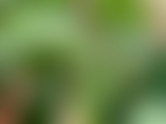 ポポーの生育状況