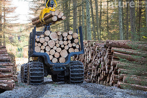 timberload1.jpg