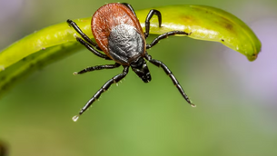 La bactérie BORRELIA, responsable de la maladie de lyme, est capable d'échapper au système immunitaire et aux traitements une fois bien installée, et c'est là que réside la difficulté d'action sur la maladie.
