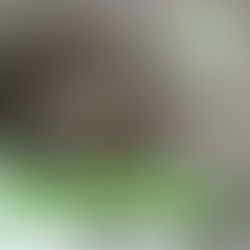 Nidi di vespe, api e calabroni: Disinfestazione immediata