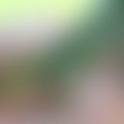 ‘n Verkleurmannetjie reis van Bloemfontein na KwaZulu-Natal