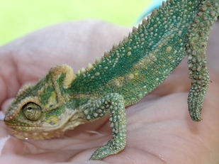 ‘n Verkleurmannetjie reis van Bloemfontein na KwaZulu-Natal