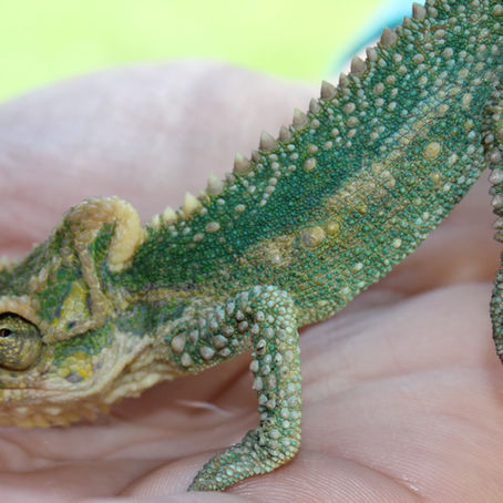 ‘n Verkleurmannetjie reis van Bloemfontein na KwaZulu-Natal