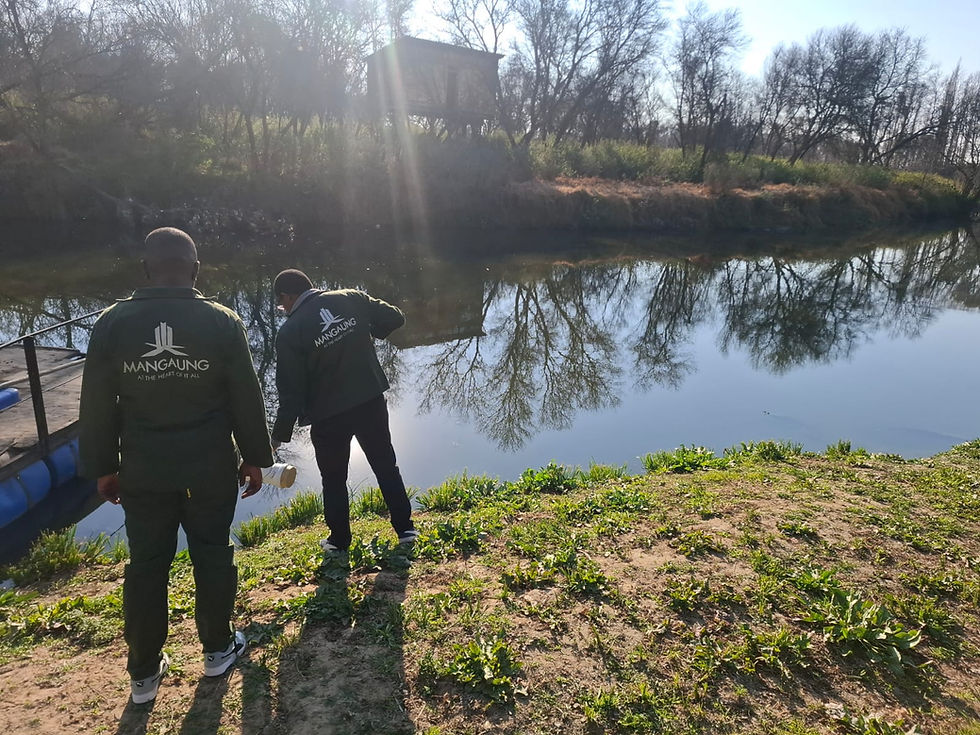 Glo laat rou riool visse in die Rhenosterspruit vrek
