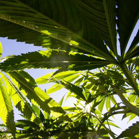 Die Plantverbeteringswet tree binnekort in werking