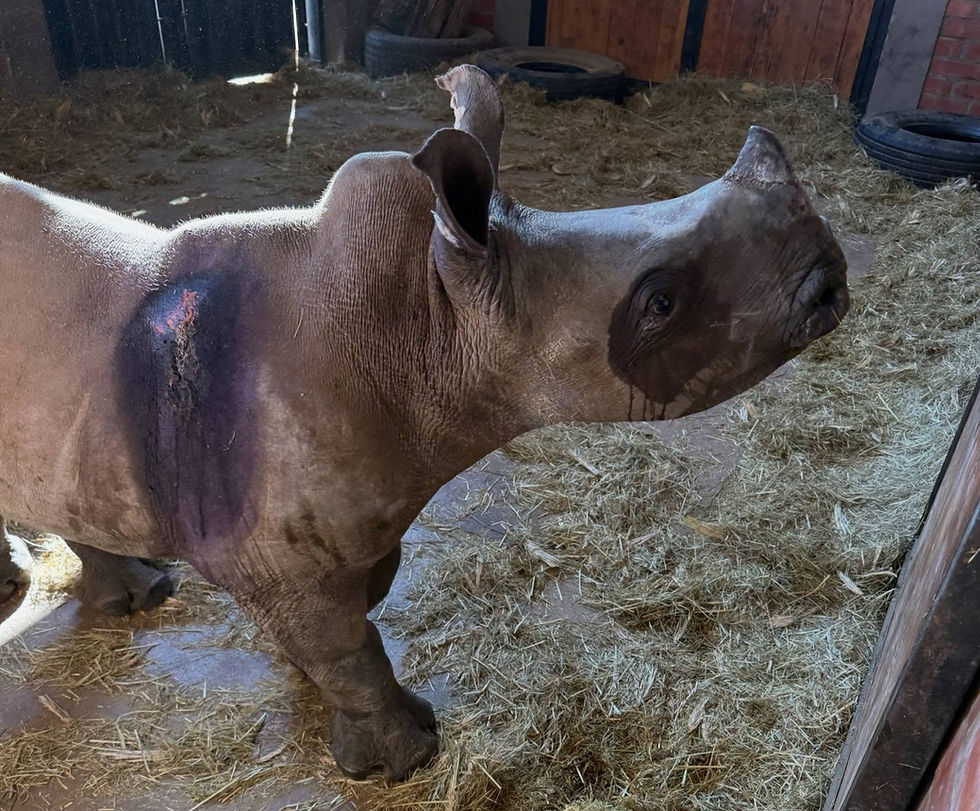 Elia. FOTO: Baby Rhino Rescue