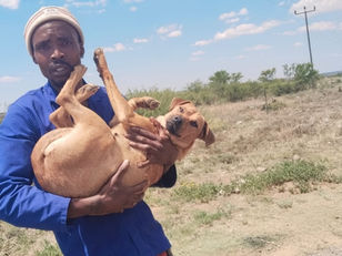 Mense spring in om ‘n Vrystater en sy hond te help