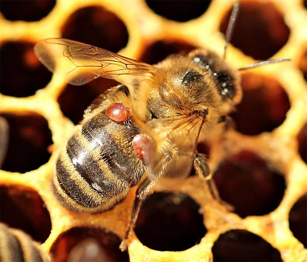 One bee will only make 1/2 a teaspoon of honey in its entire life!