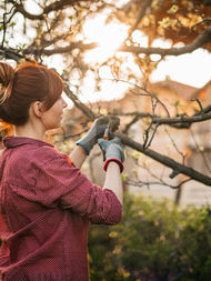 DIY Pruning