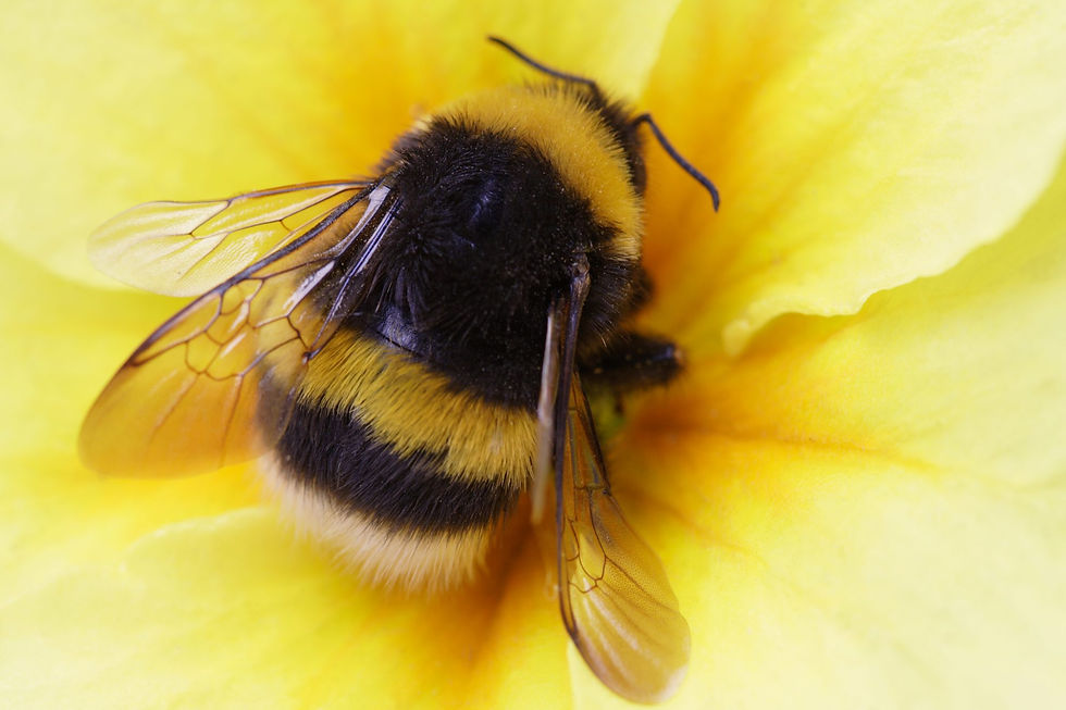 What kind of bee lives in graveyards?.....Zombees!