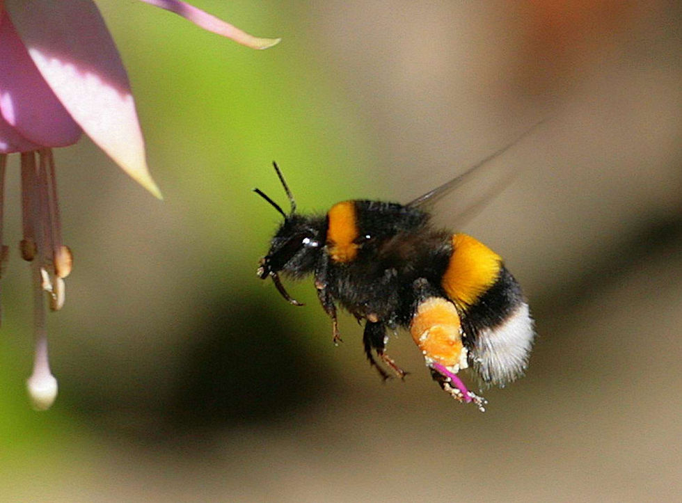 Honeybees wings stroke 11,400 times per minute!