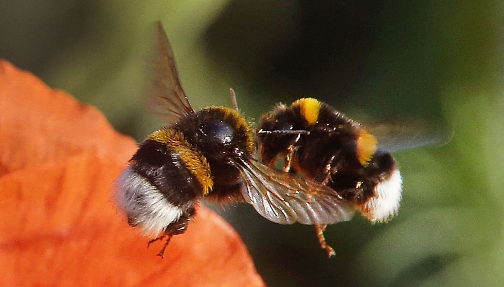 Bee keepers have the prettiest eyes....because beauty is in the eye of the Bee Holder!