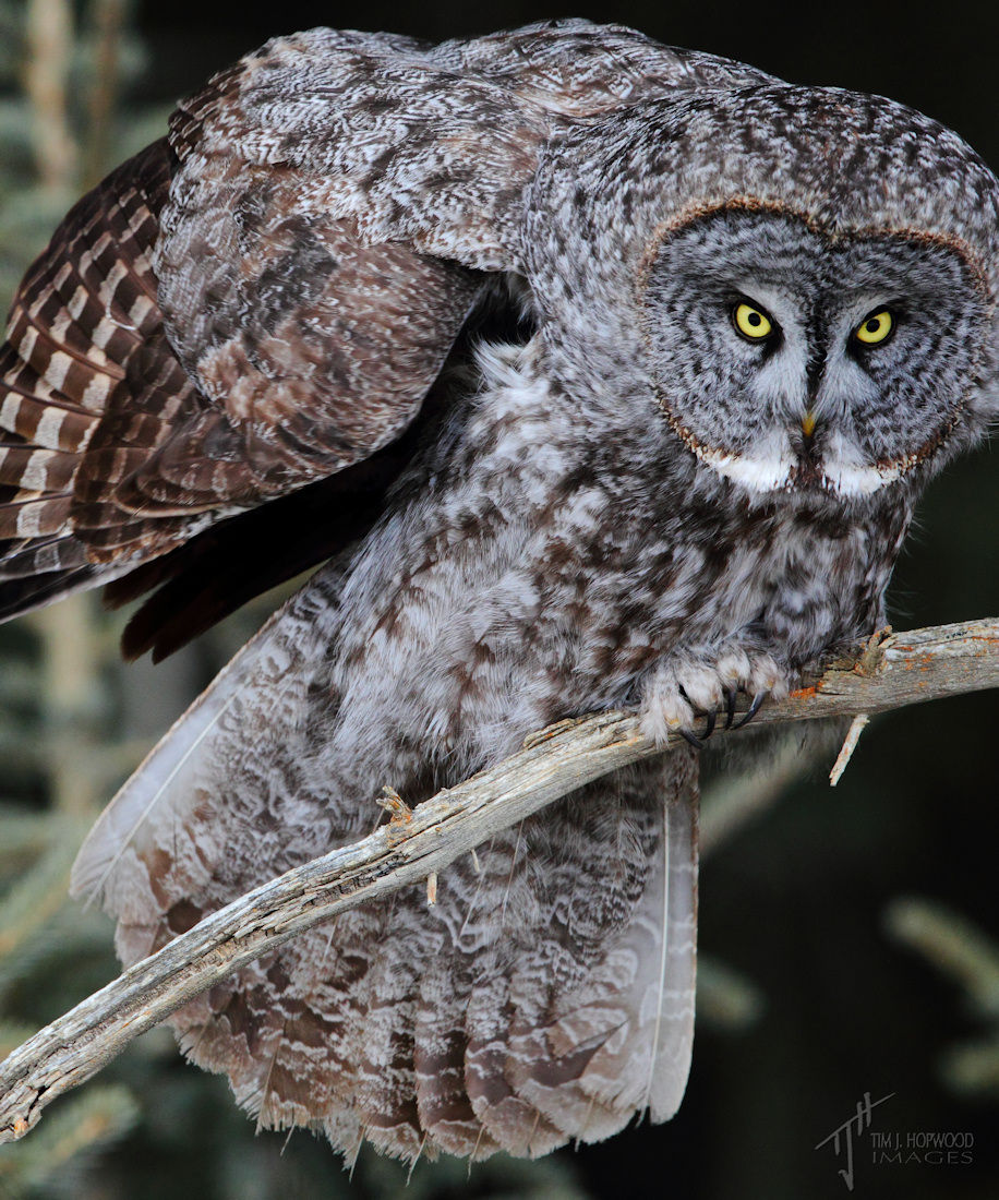 The fate and population dynamics of the Great Gray Owls are largely dependent on the population of v