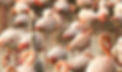 DSCN0381_edited.jpg