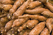 Cassava.jpg