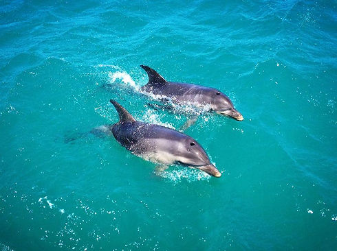dolphins-mel.jpeg