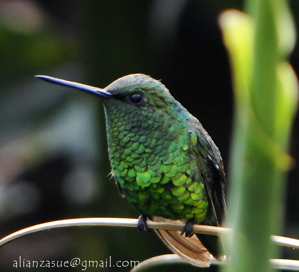 Avistamiento de Aves