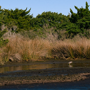 _DSC3494.jpg