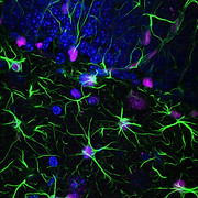 Logo de Austinootropics