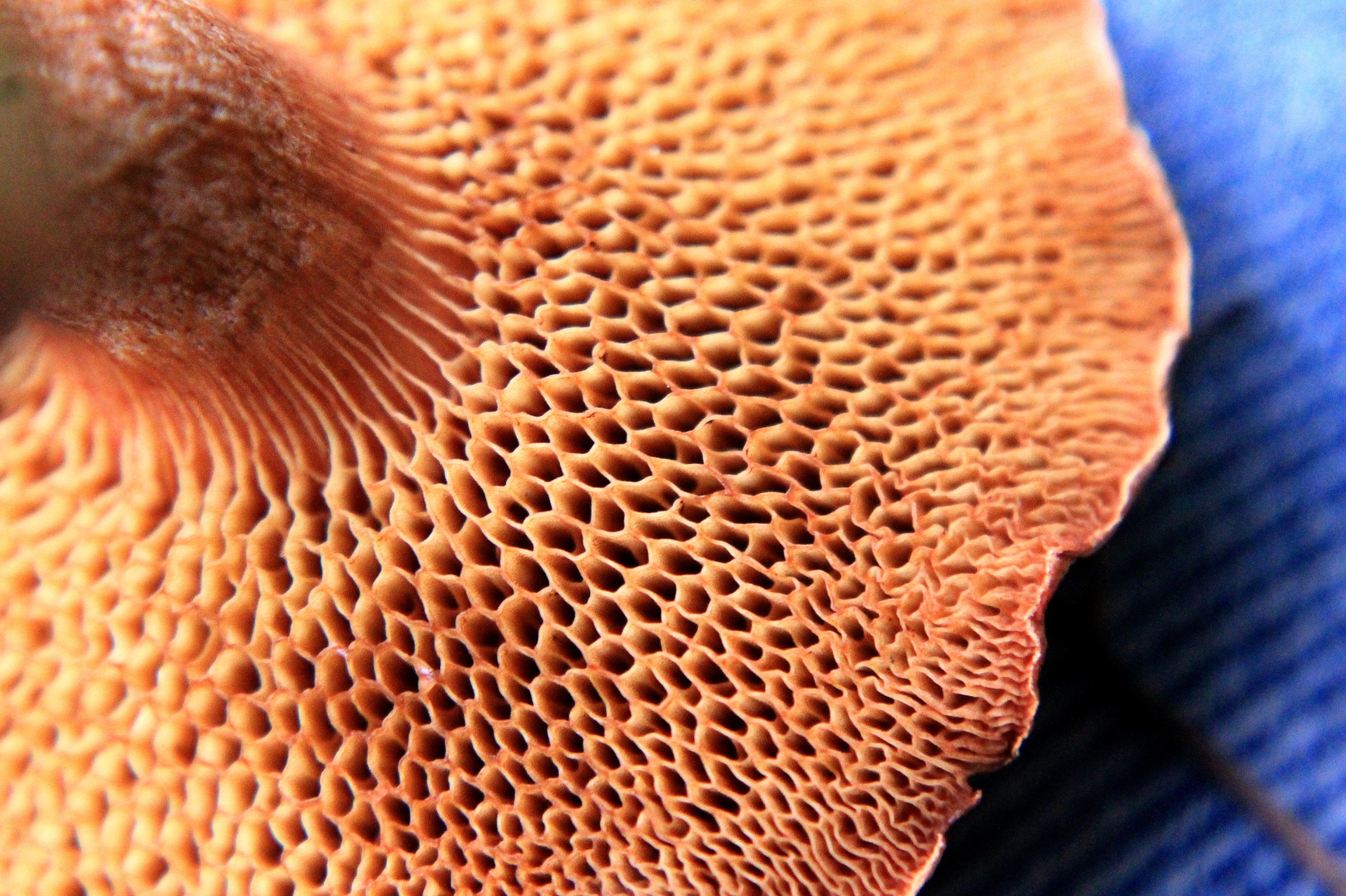 Chalciporus piperatus