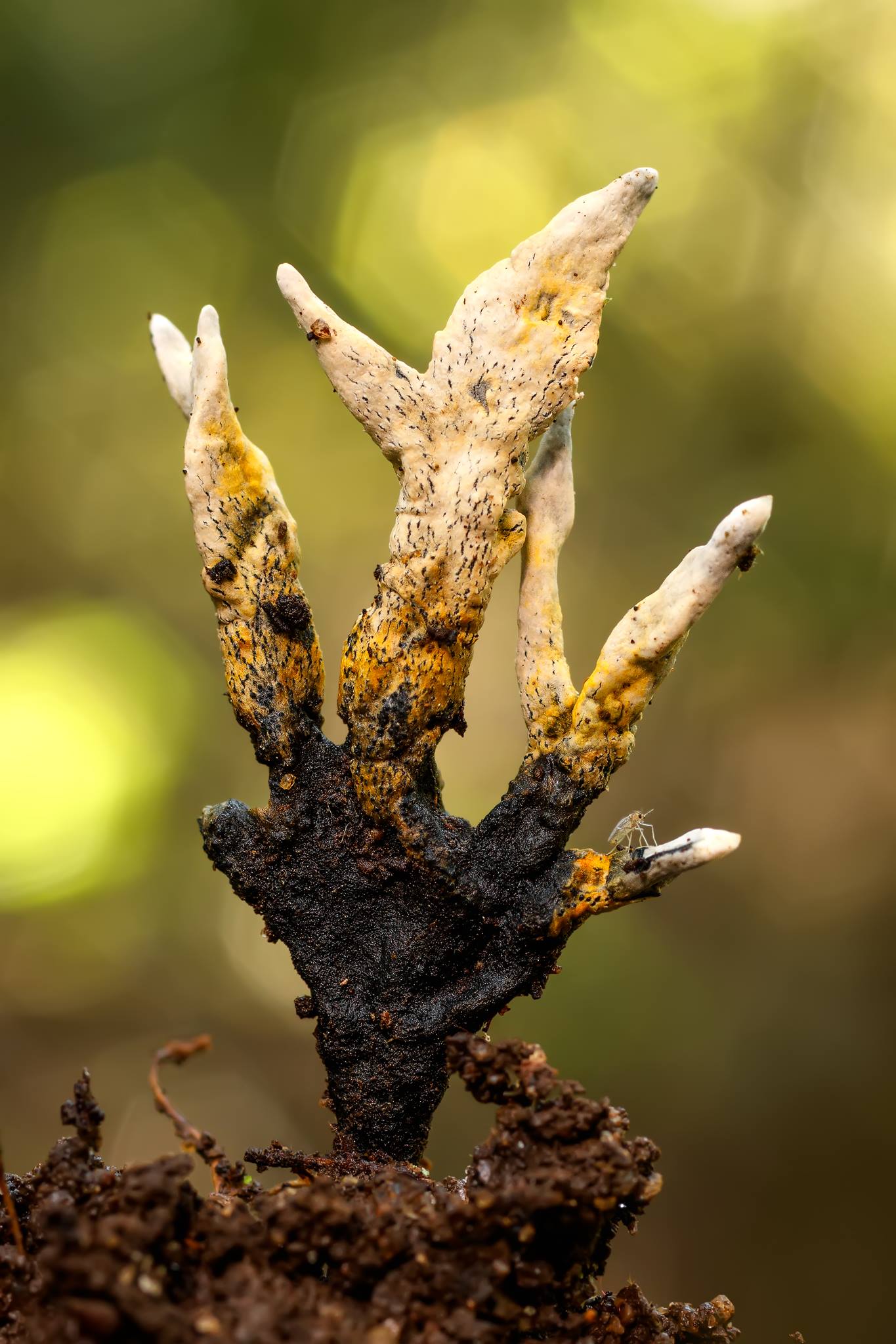 Xylaria hypoxylon