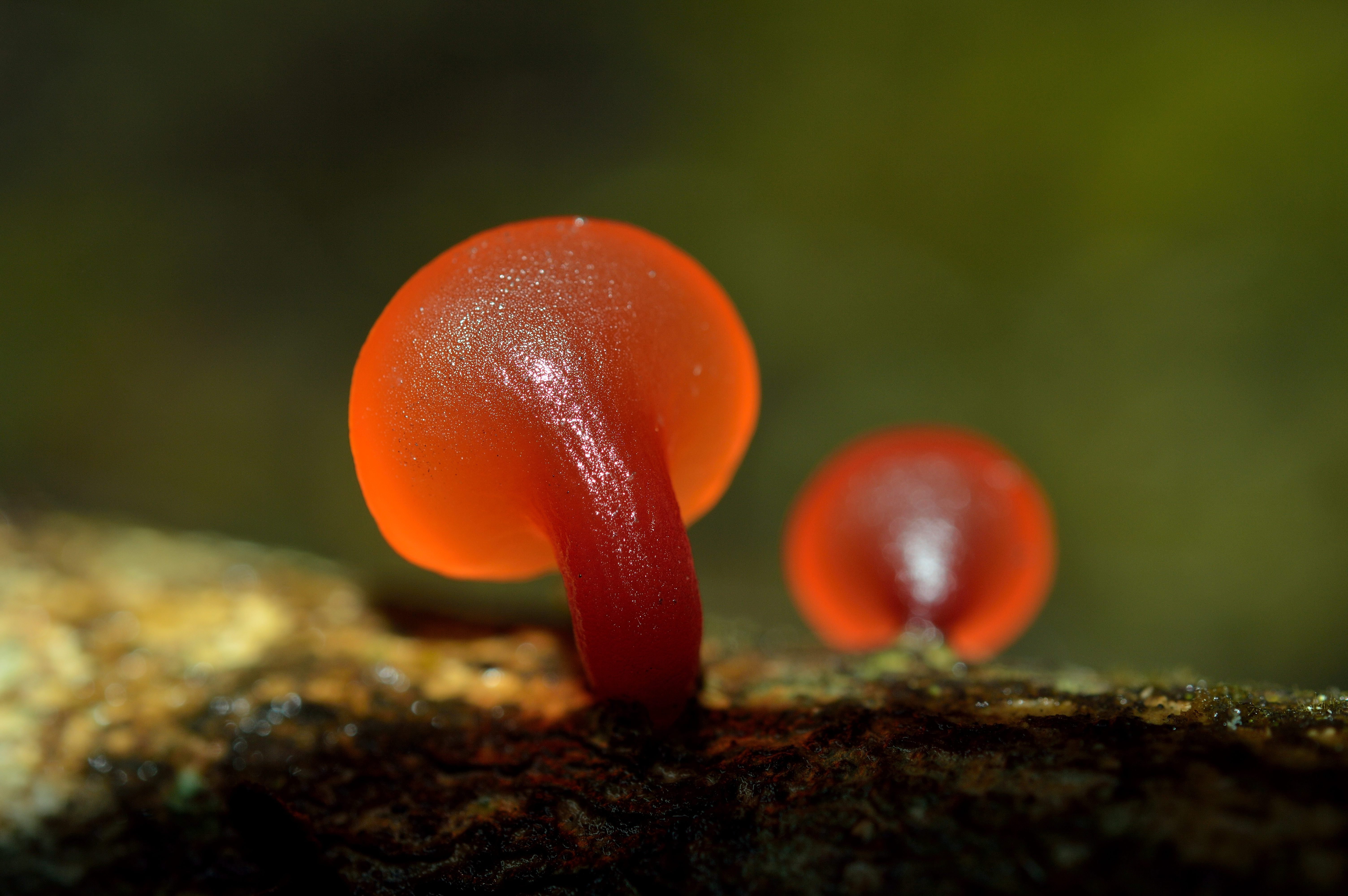 Guepiniopsis aplina