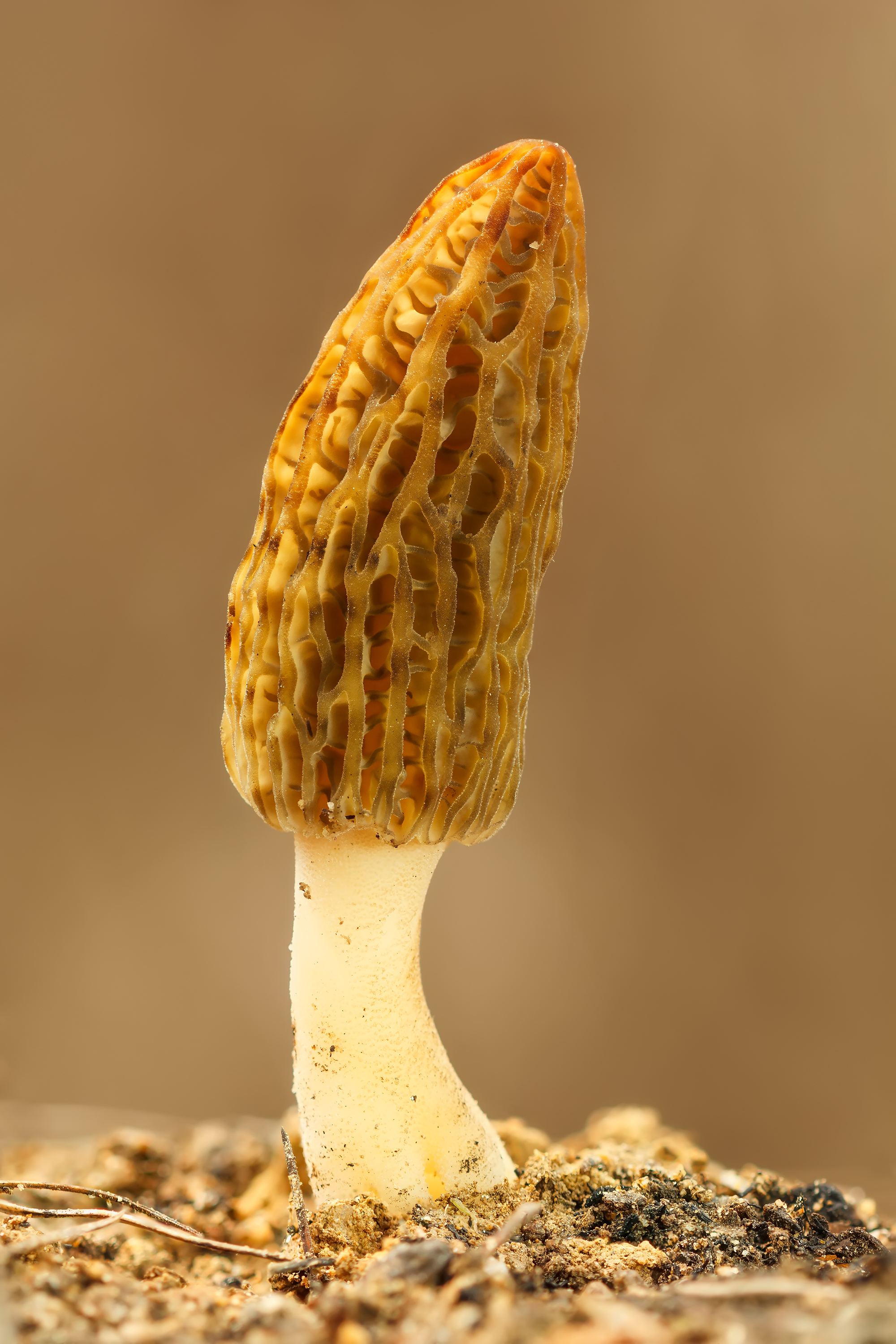 Morchella sp.