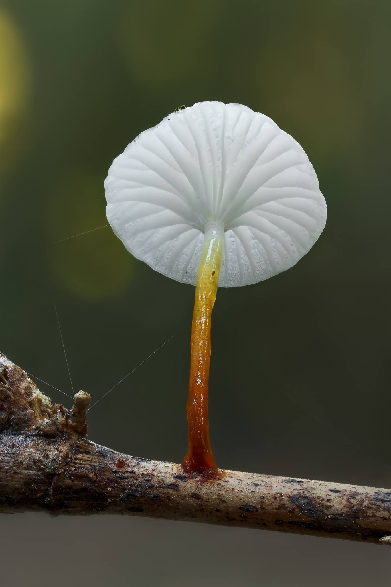 Mycena subulifera