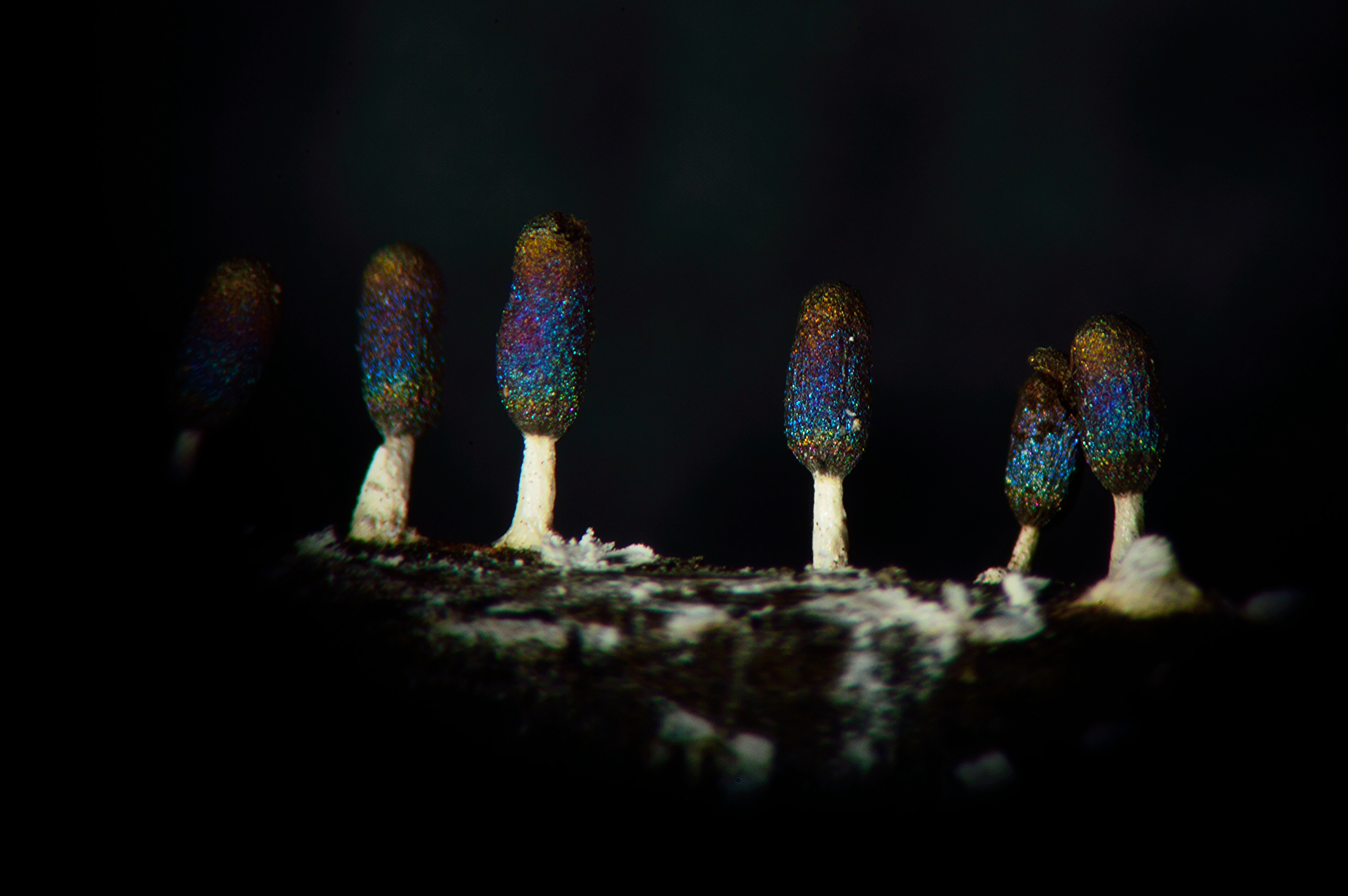 Diachea leucopoda