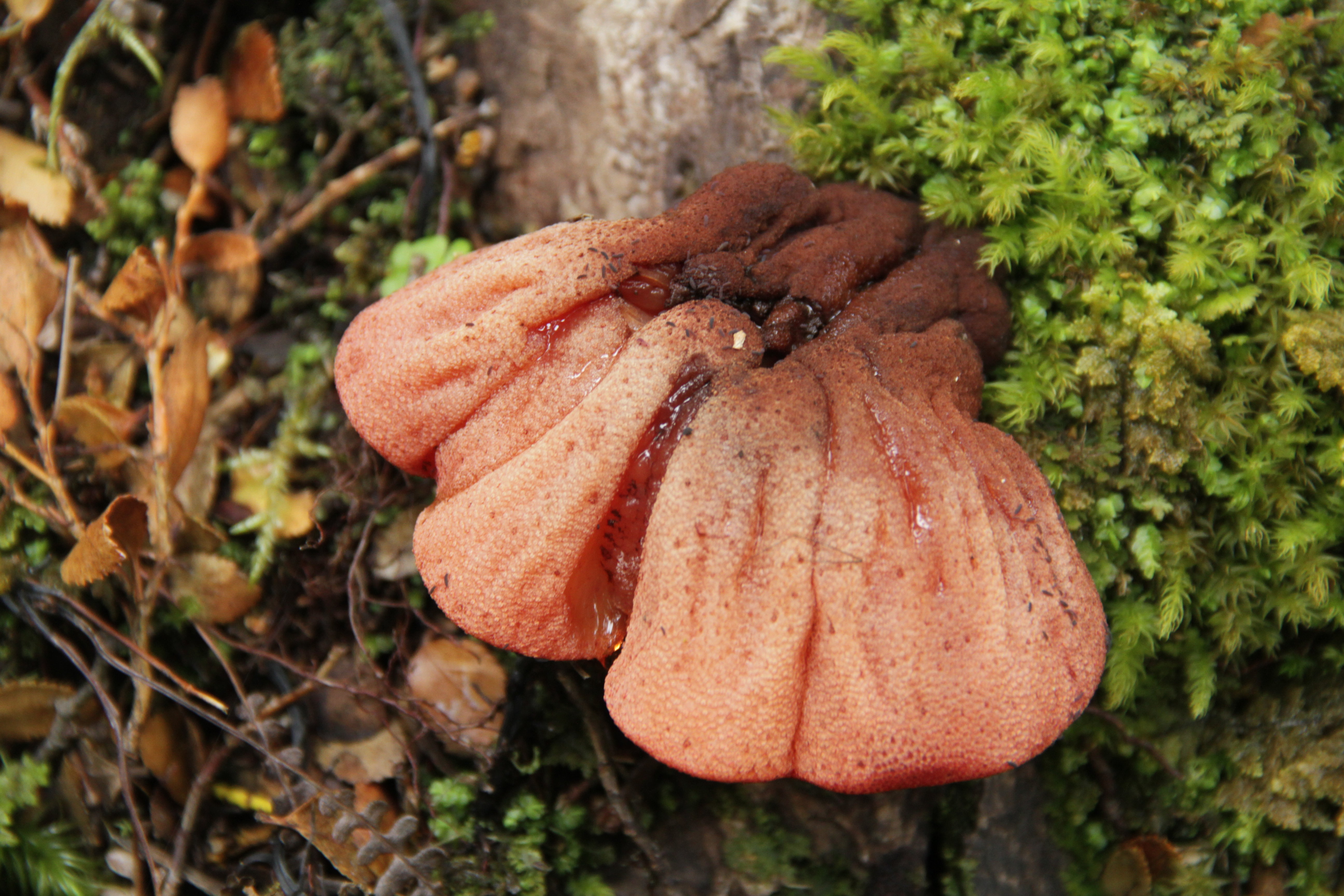 Fistulina antarctica