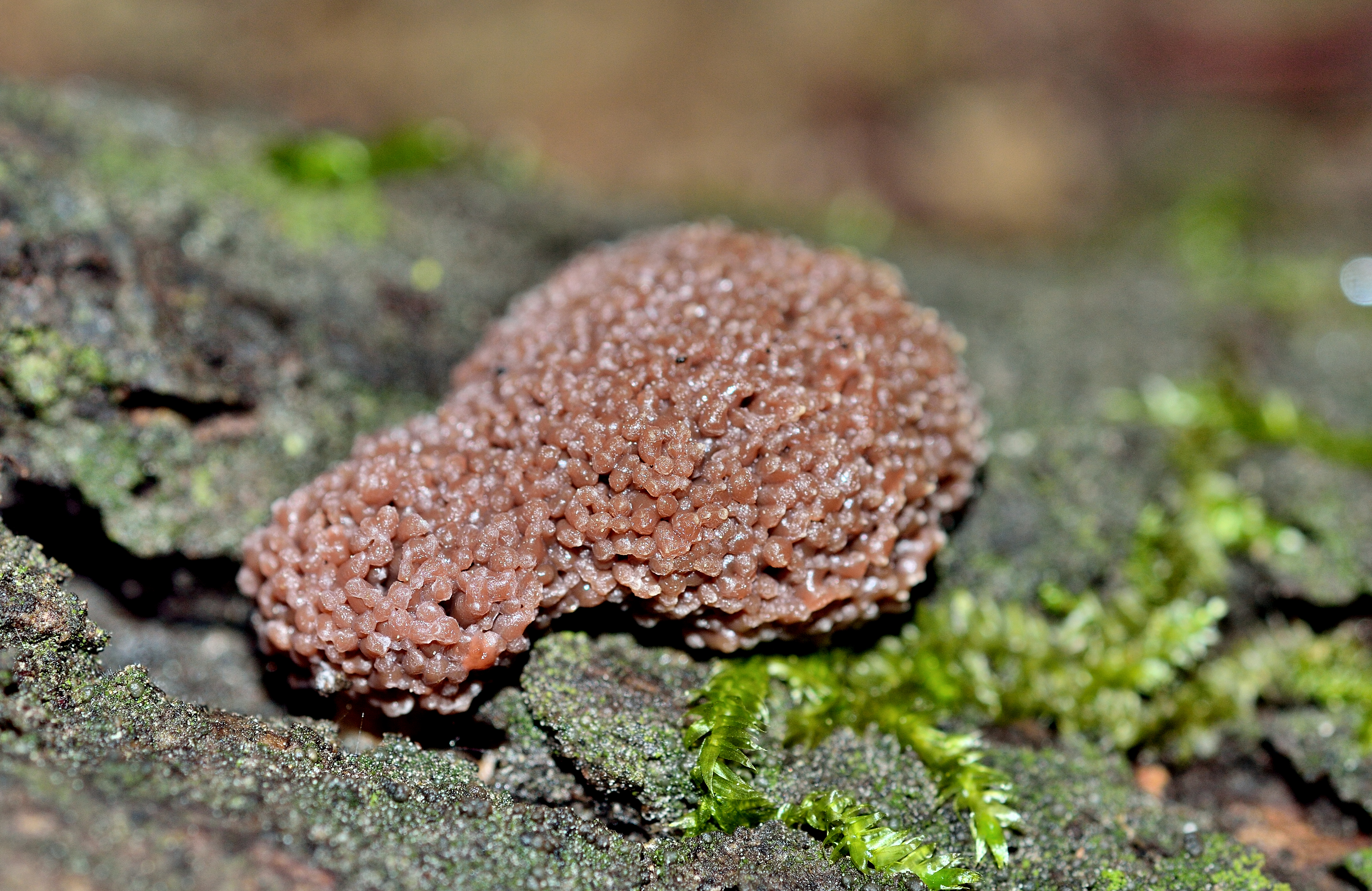 Tubifera sp. estadio maduro