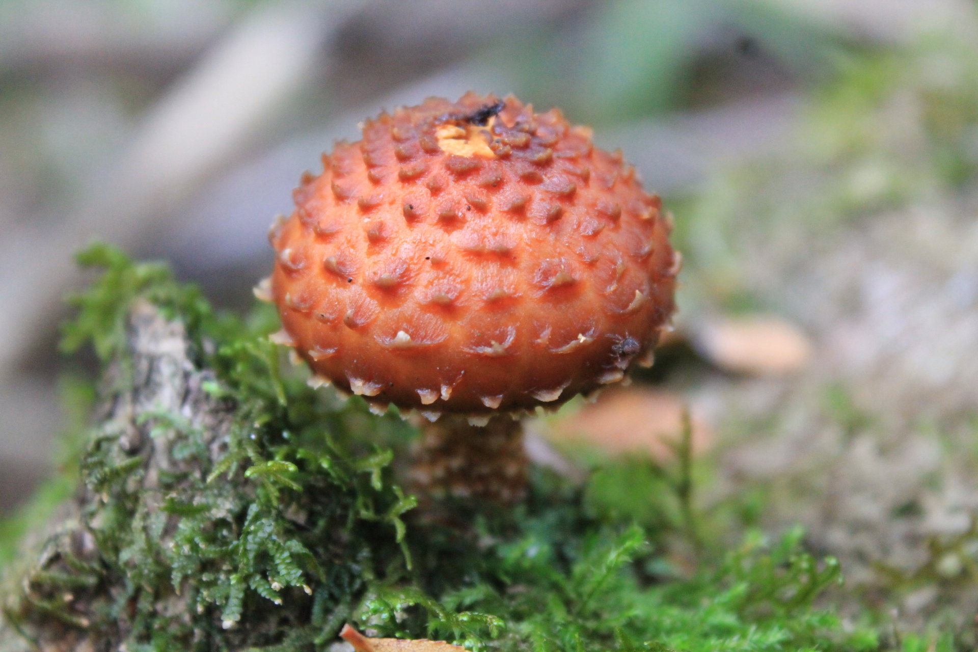 Pholiota sp.