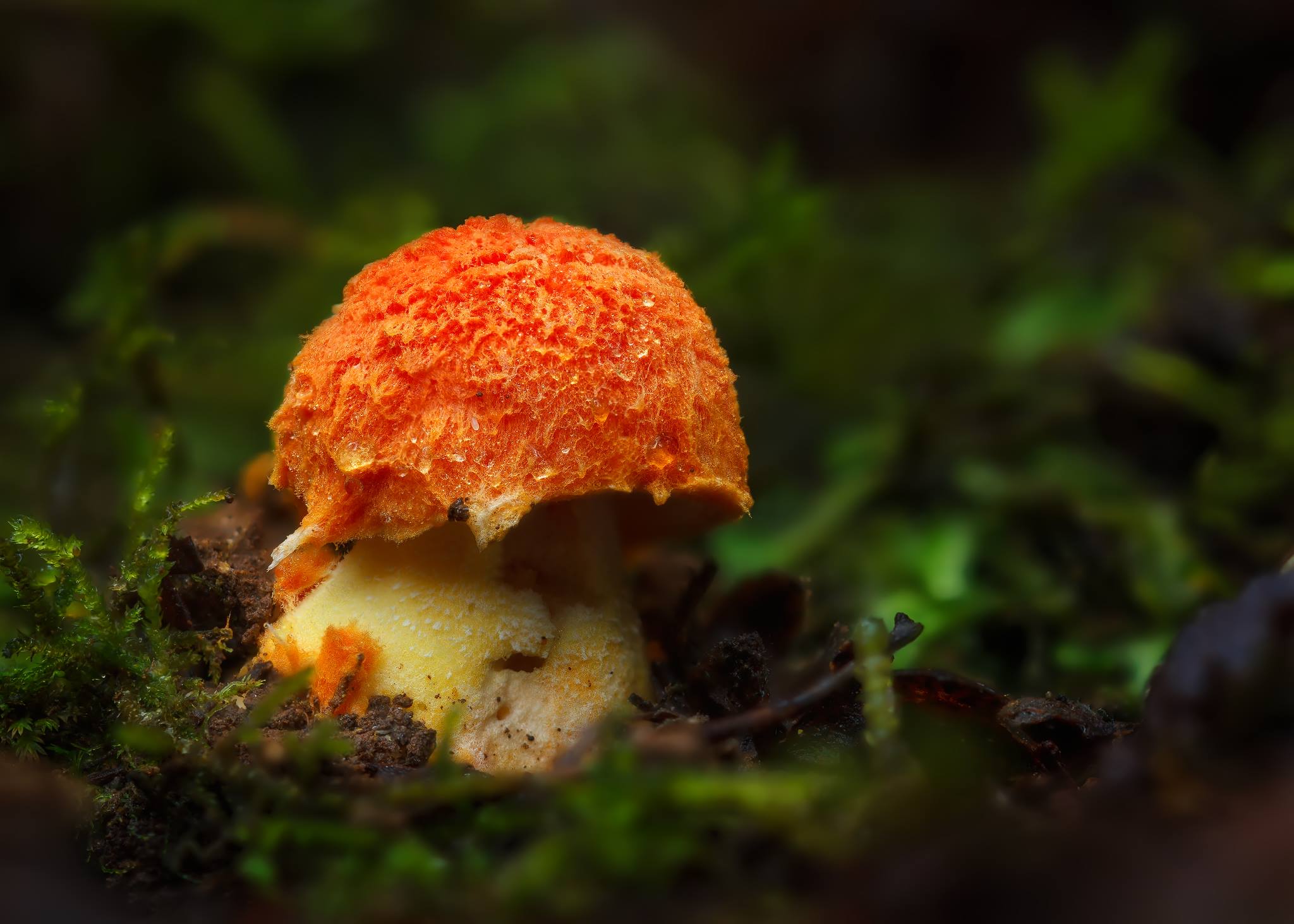 Amanita gayana