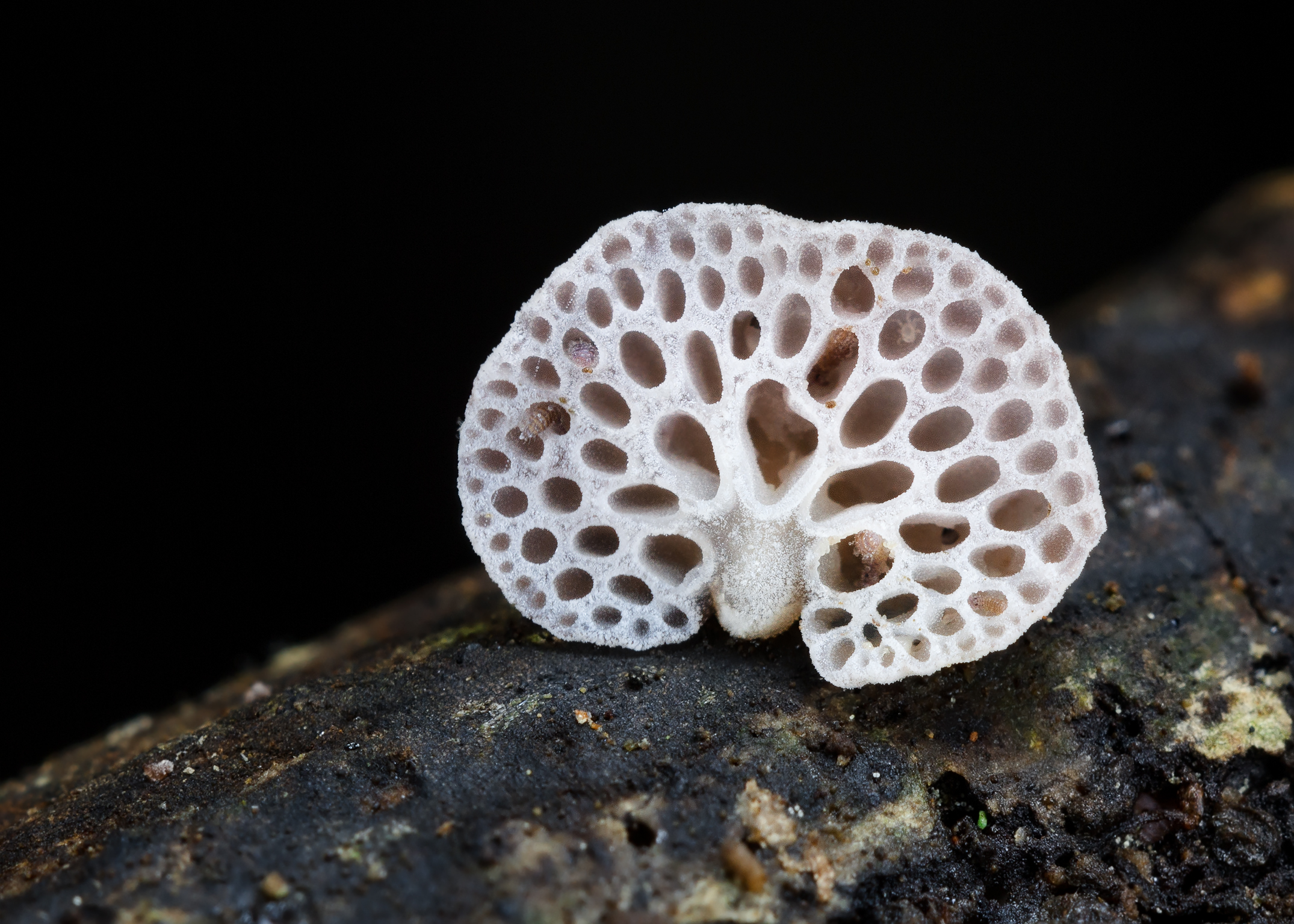 Favolaschia sp.
