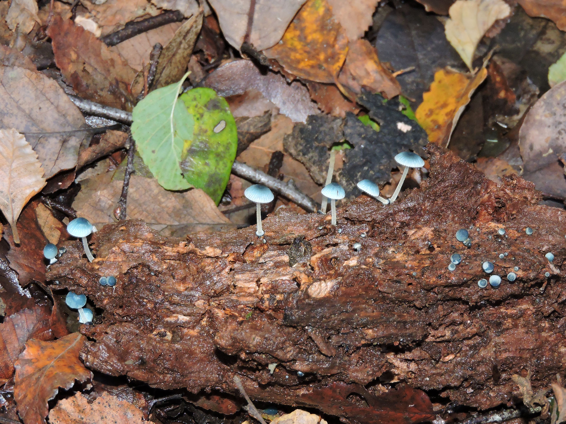 Mycena cyanocephala