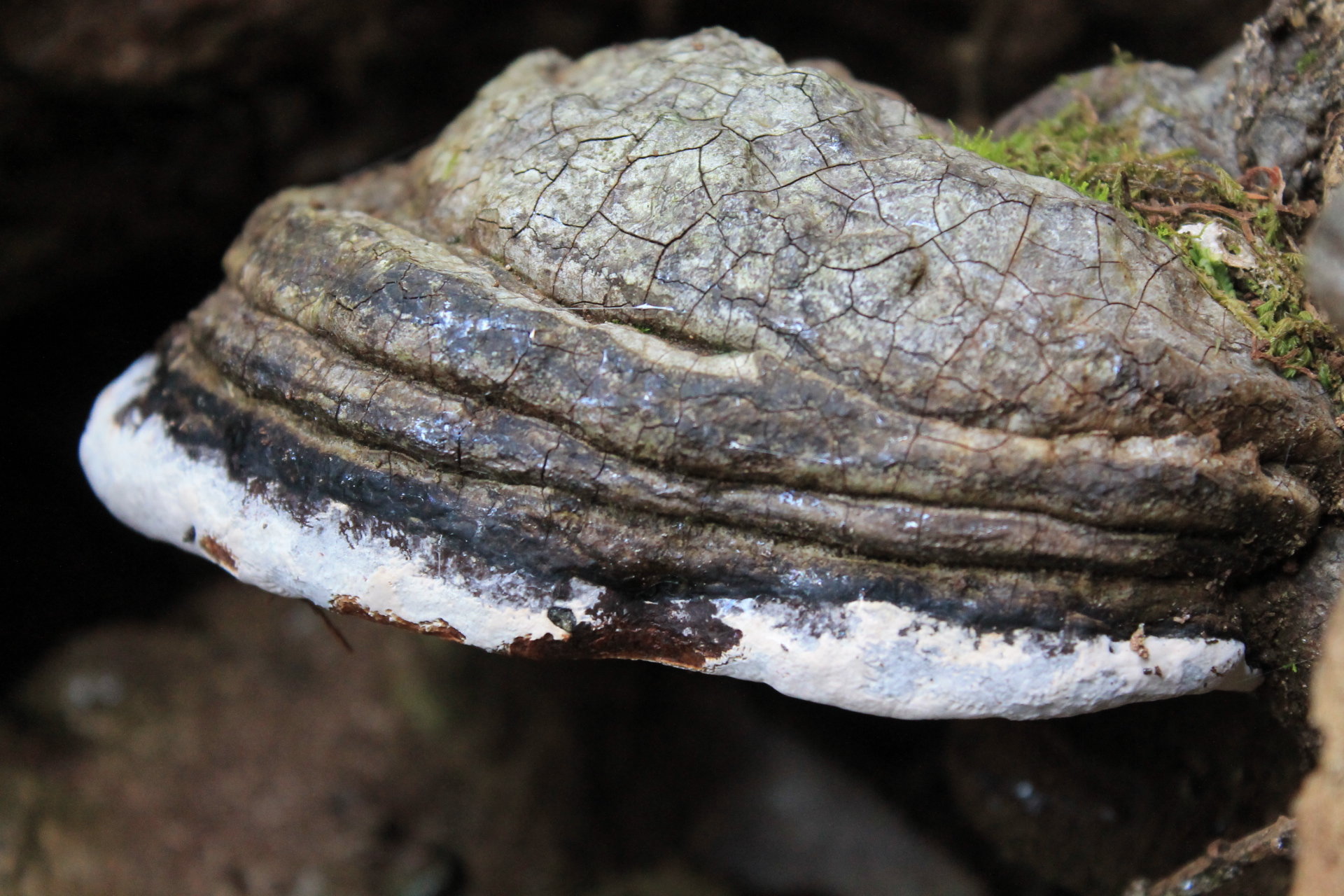 Ganoderma australe