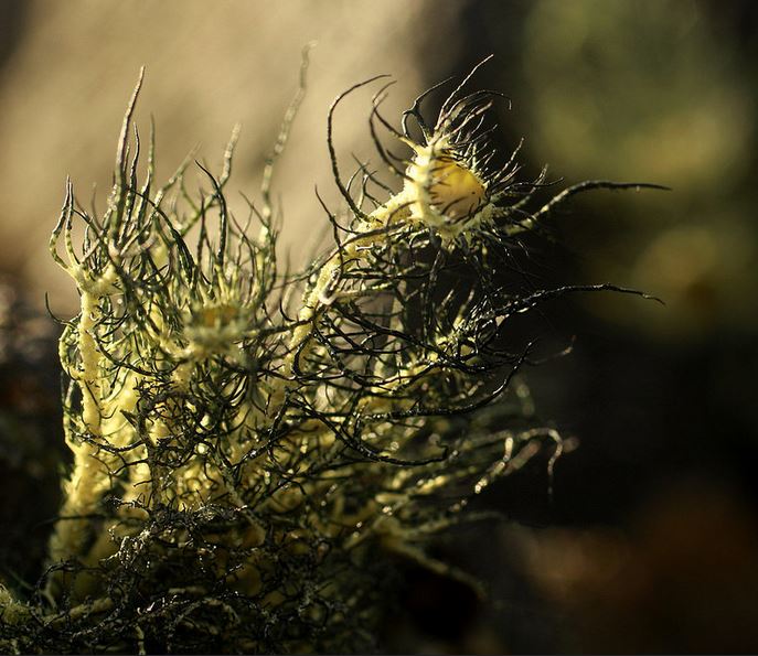 Usnea sulphurea