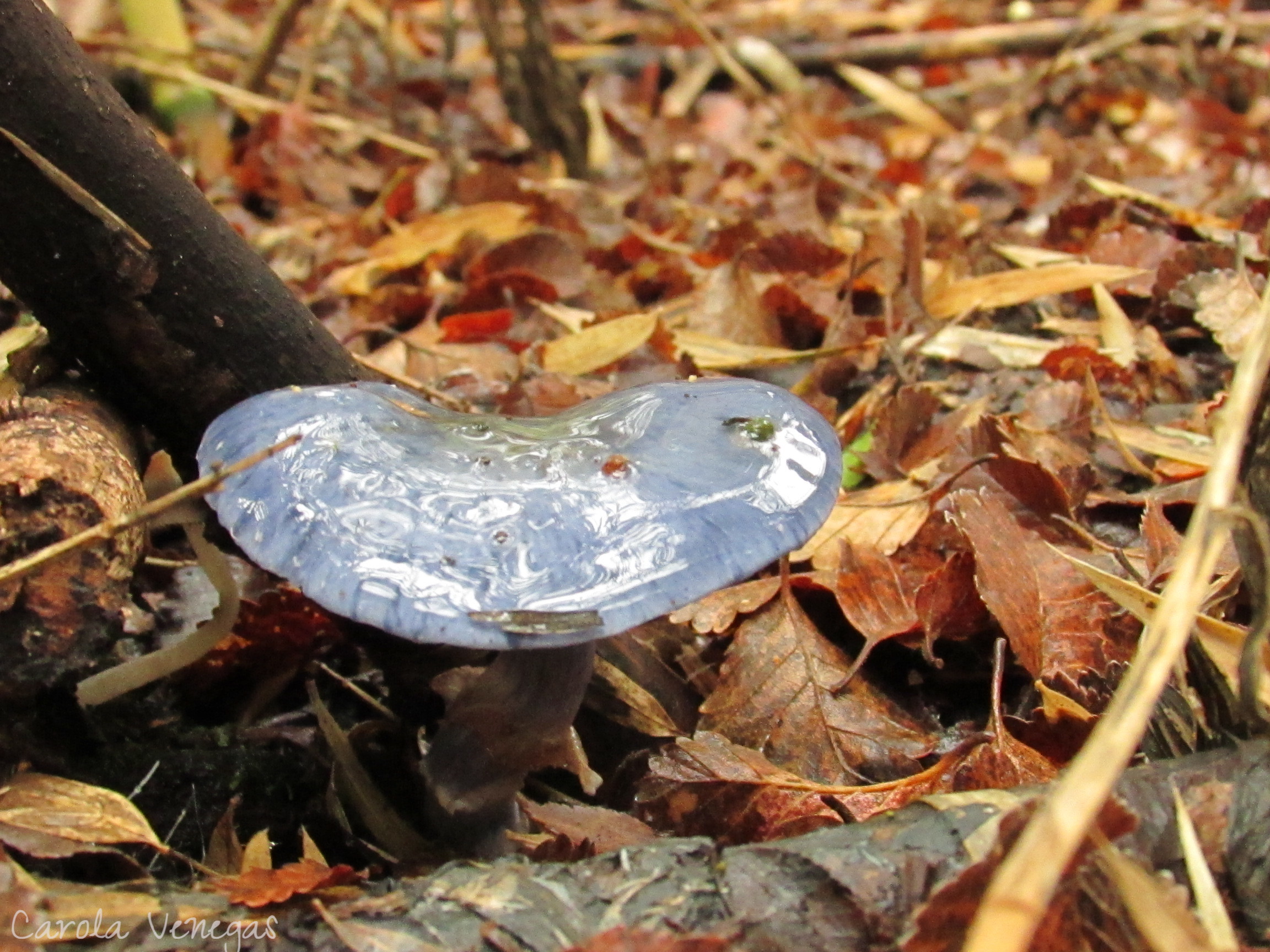 Cortinarius rotundisporus