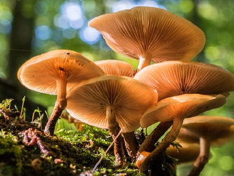 Conversation: Why talk about the Fungi Kingdom in the classrooms of the 21st century?