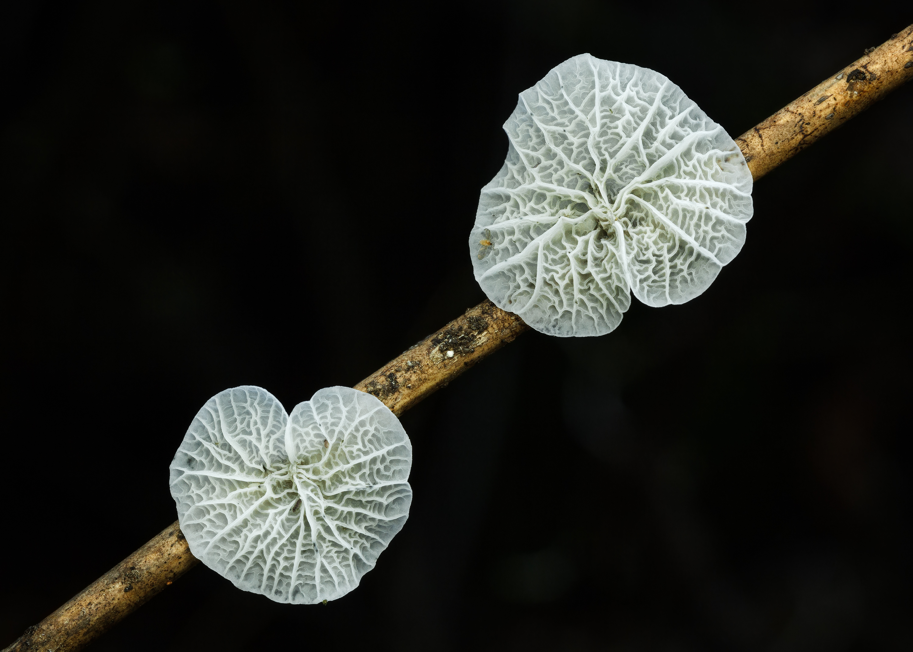 Terapyrgos alba