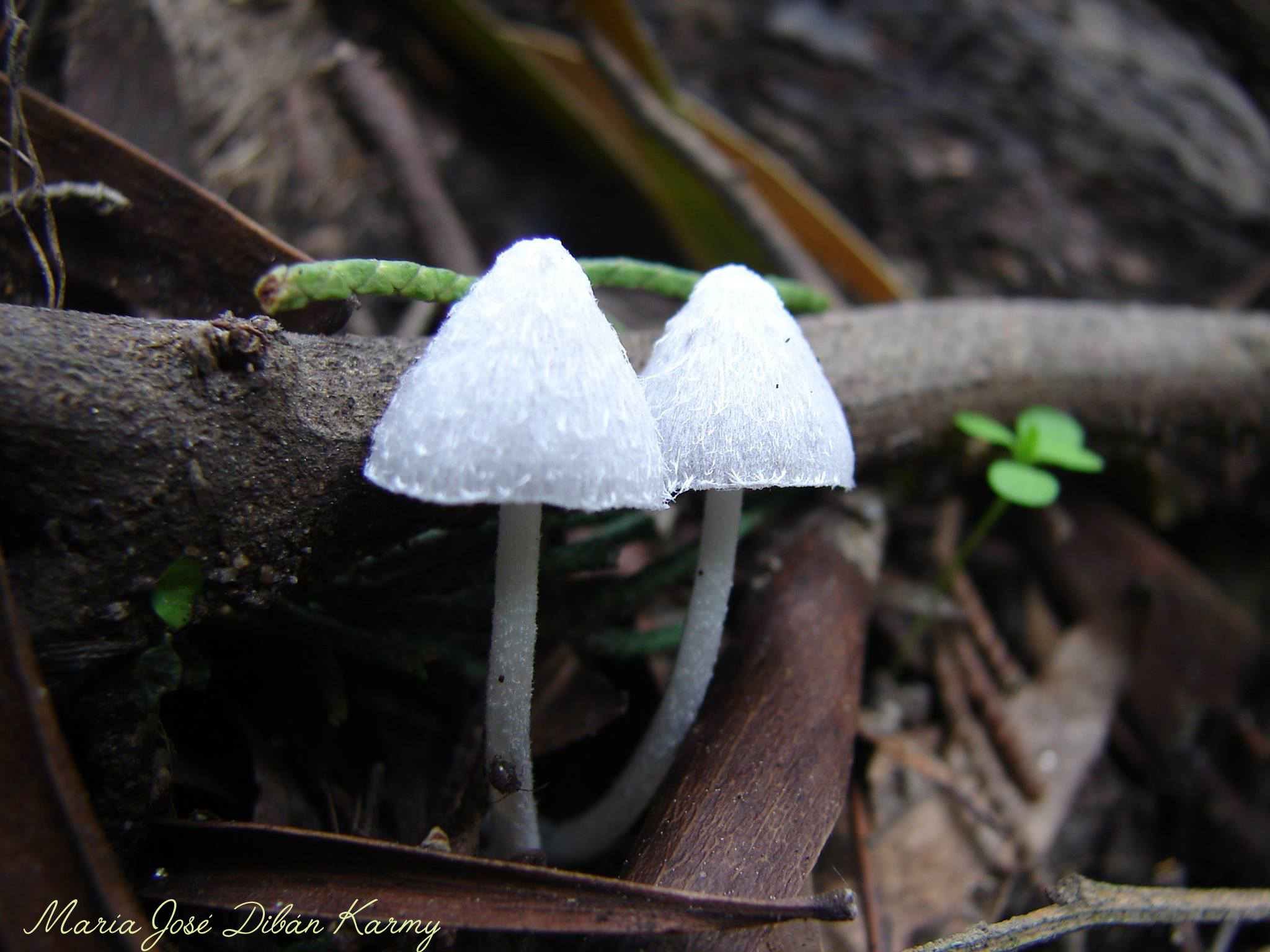 Coprinus niveus
