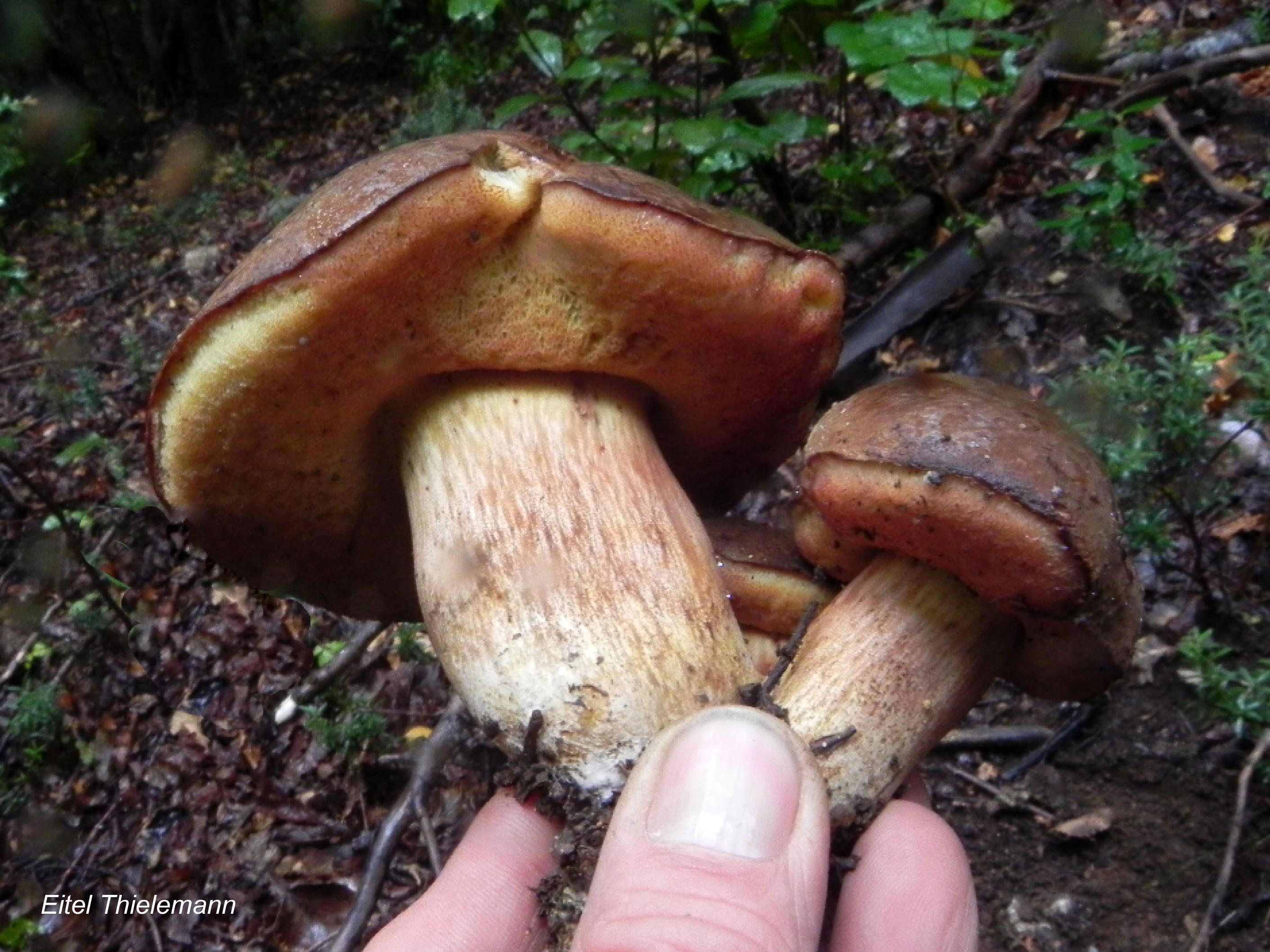 Boletus puditus