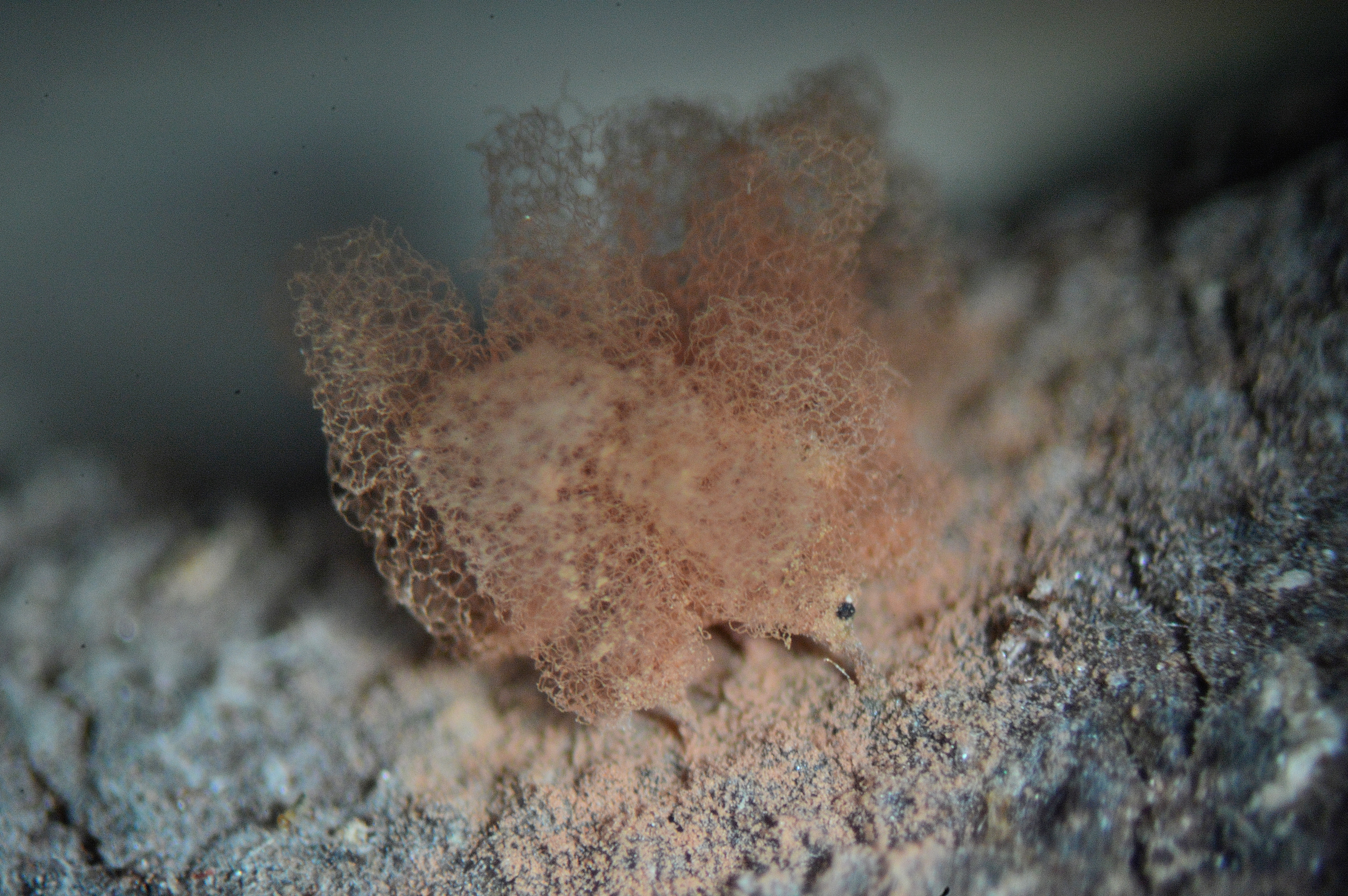 Arcyria sp.